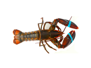 Live Lobster 650Gm-750Gm (Canadian)